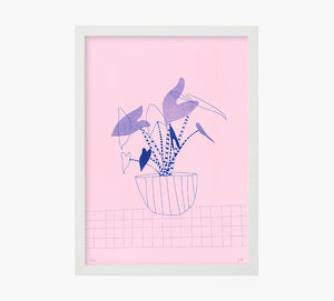 Alocasia Zebrinas Art Print