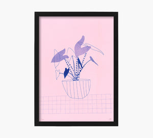 Alocasia Zebrinas Art Print