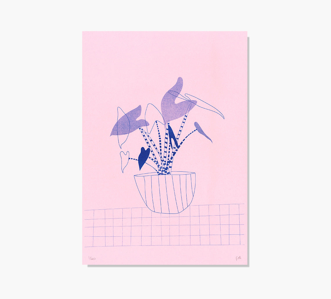 Alocasia Zebrinas Art Print