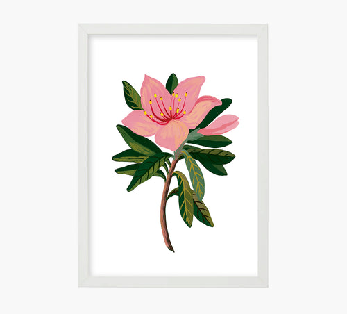 Lilium Art Print
