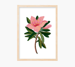 Lilium Art Print