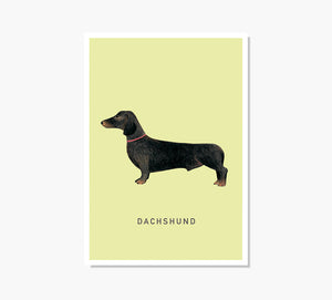 Dachshund Art Print